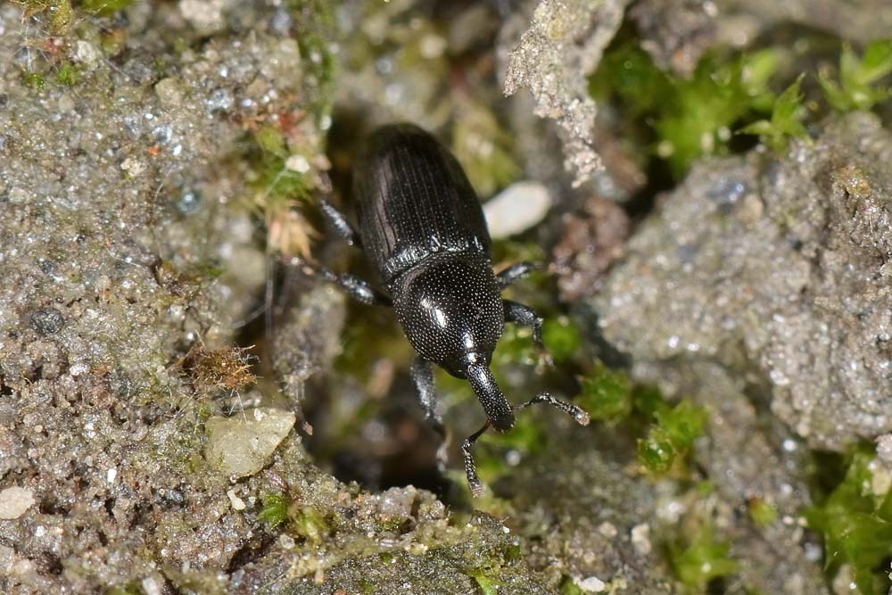 Curculionida:  Baris sp?  No, Melanobaris laticollis e Aulacobaris chlorizans